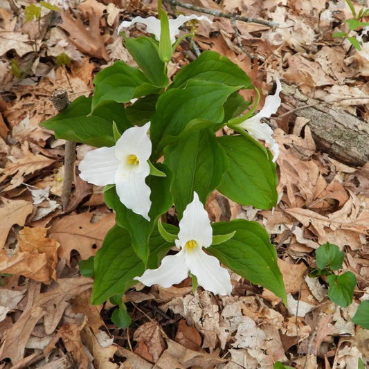 Great White Trillium flowers with delicate petals, yellow centers, green leaves on brown foliage
