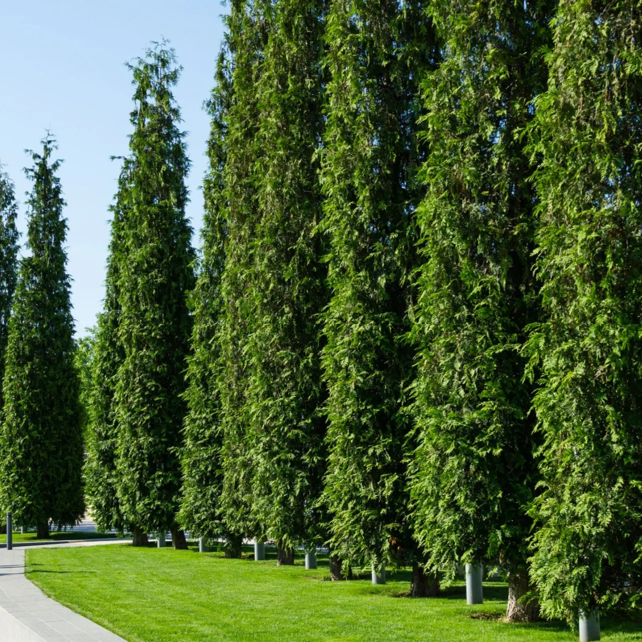 Row of tall slender Green Giant Arborvitae trees along grassy path