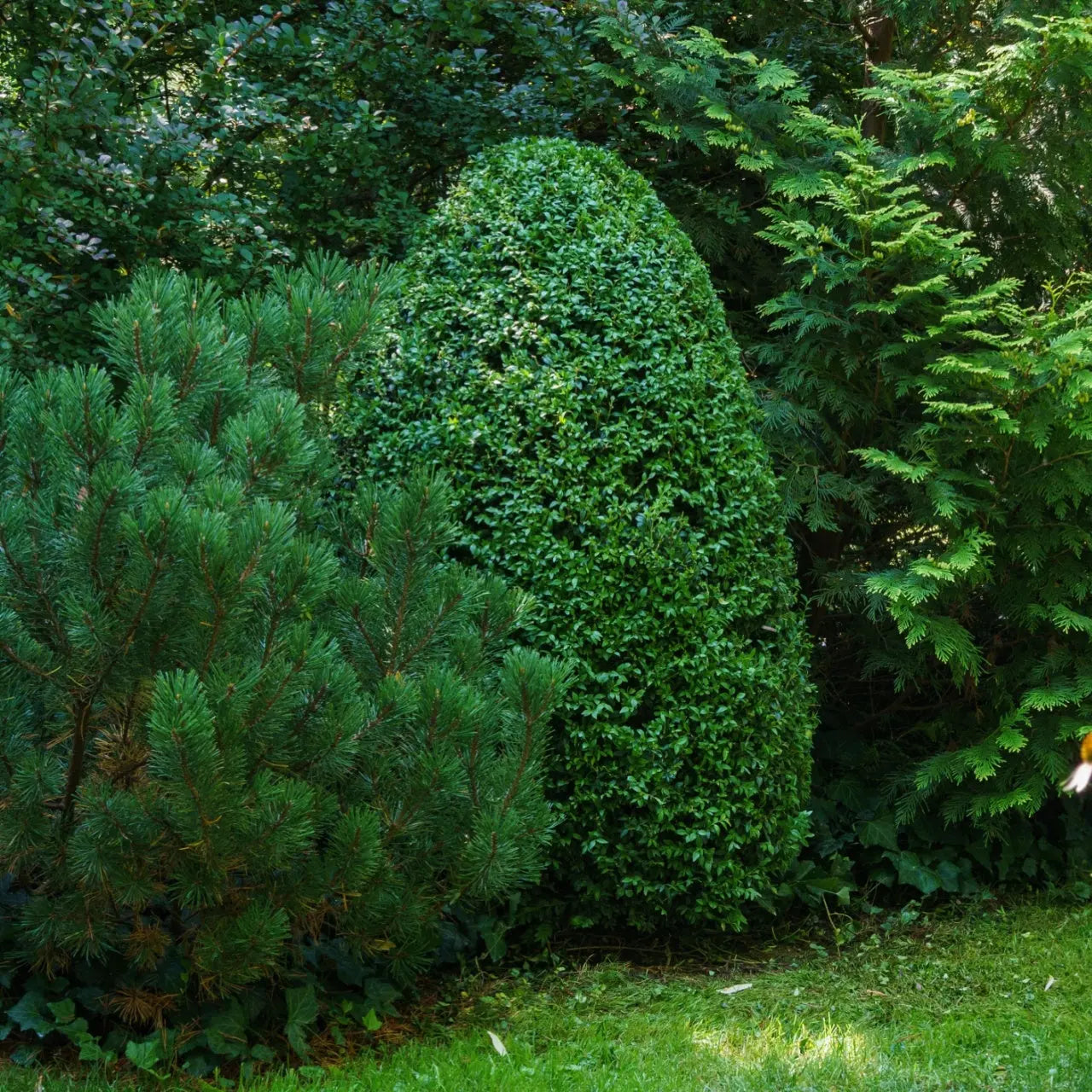 Lush emerald-green eggplant topiary Green Mountain Boxwood Shrub among pines