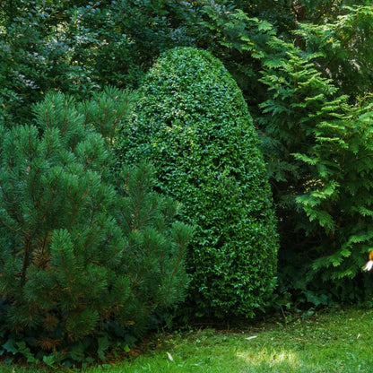 Lush emerald-green eggplant topiary Green Mountain Boxwood Shrub among pines