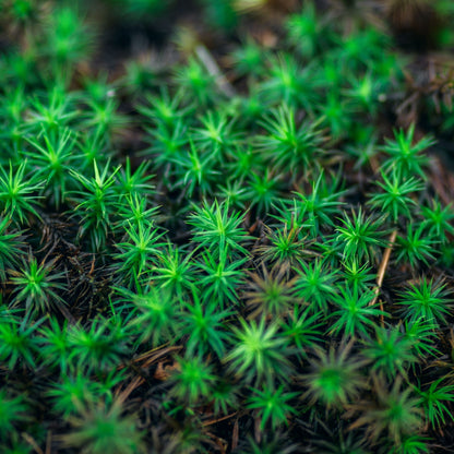 Haircap Moss