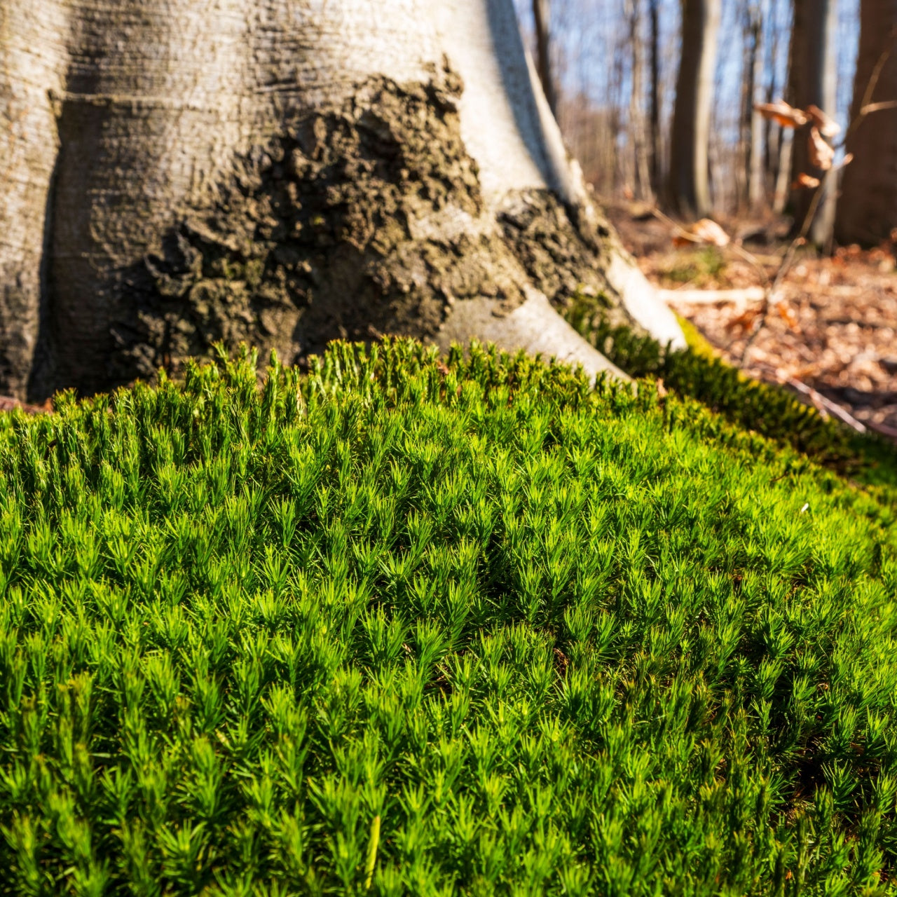 Haircap Mosses