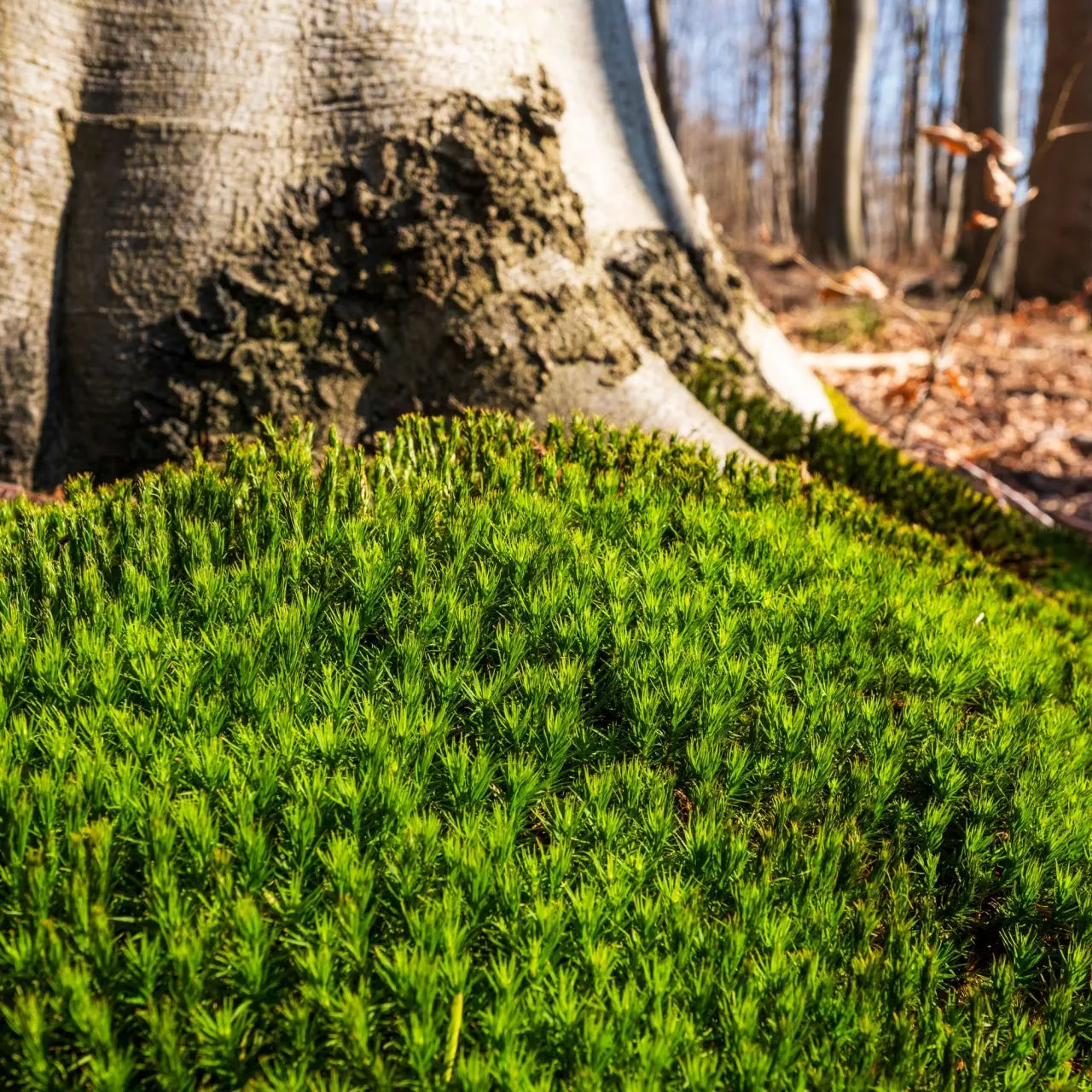 Vibrant green Haircap Moss carpeting forest floor under massive tree trunk