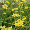 Hairy buttercup plant with bright yellow flowers swaying in field