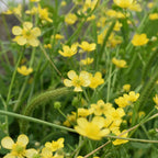 Hairy buttercup plant with bright yellow flowers swaying in field