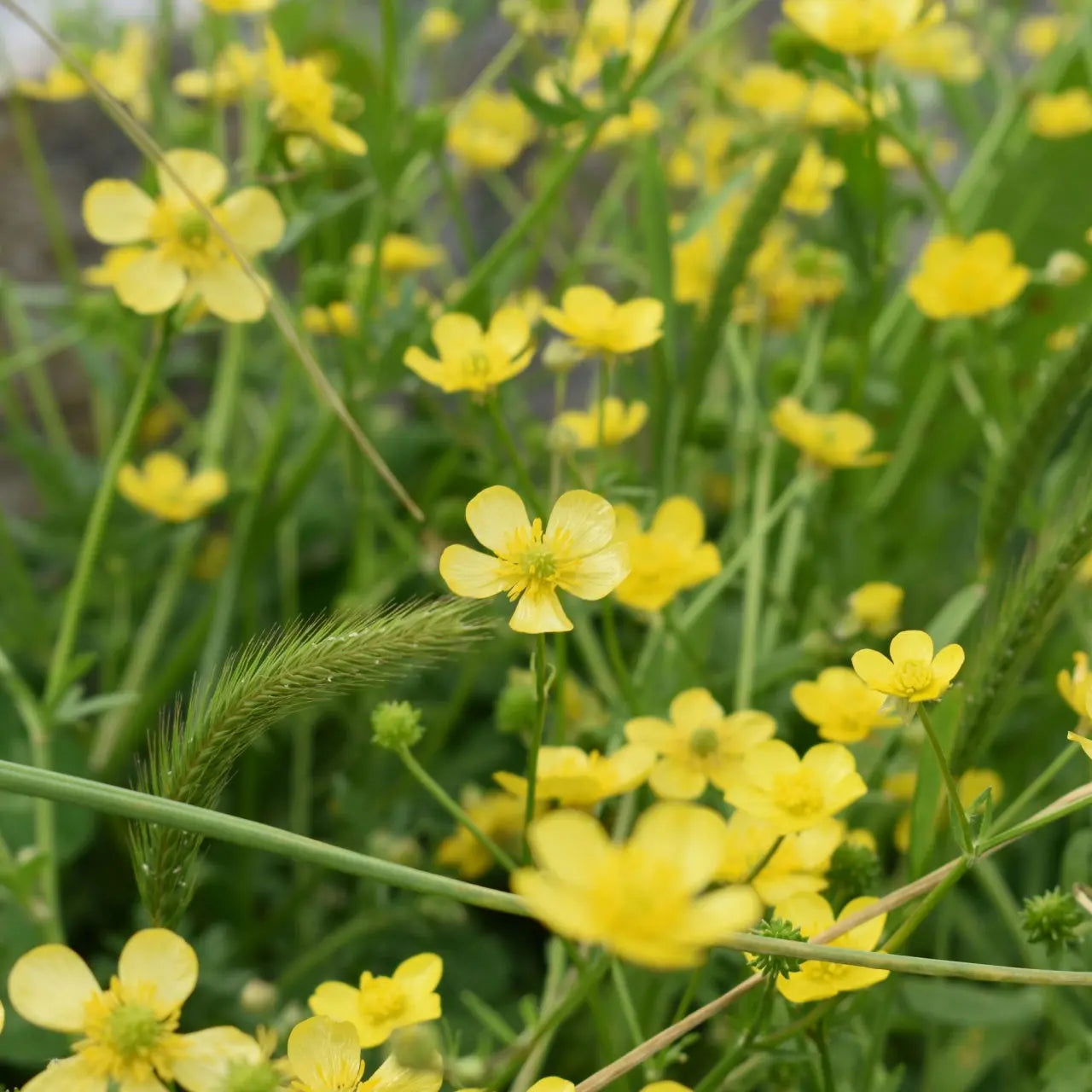 Hairy buttercup plant with bright yellow flowers swaying in field