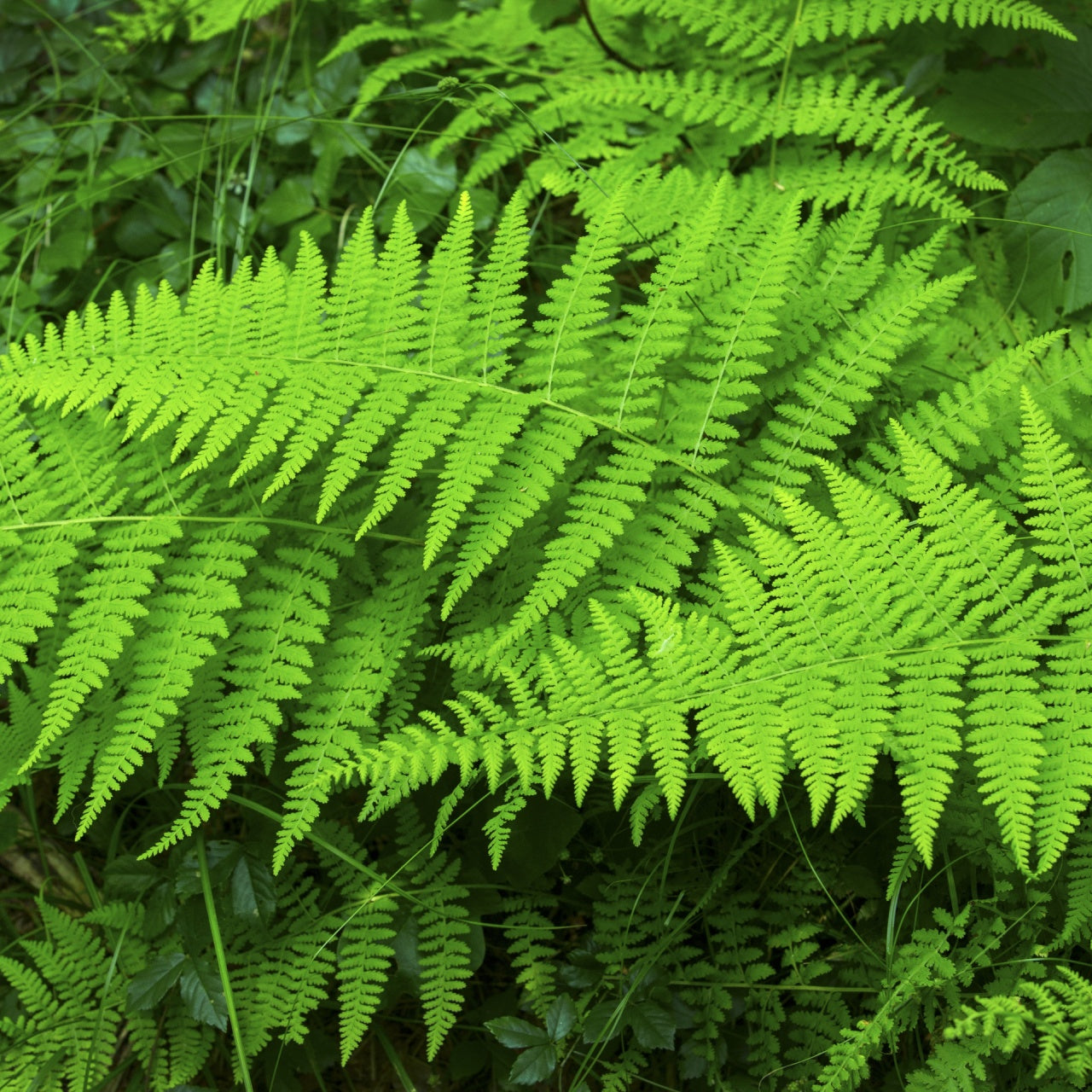 Hay Scented Fern