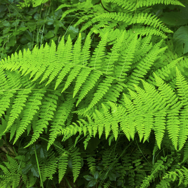 Hay Scented Fern