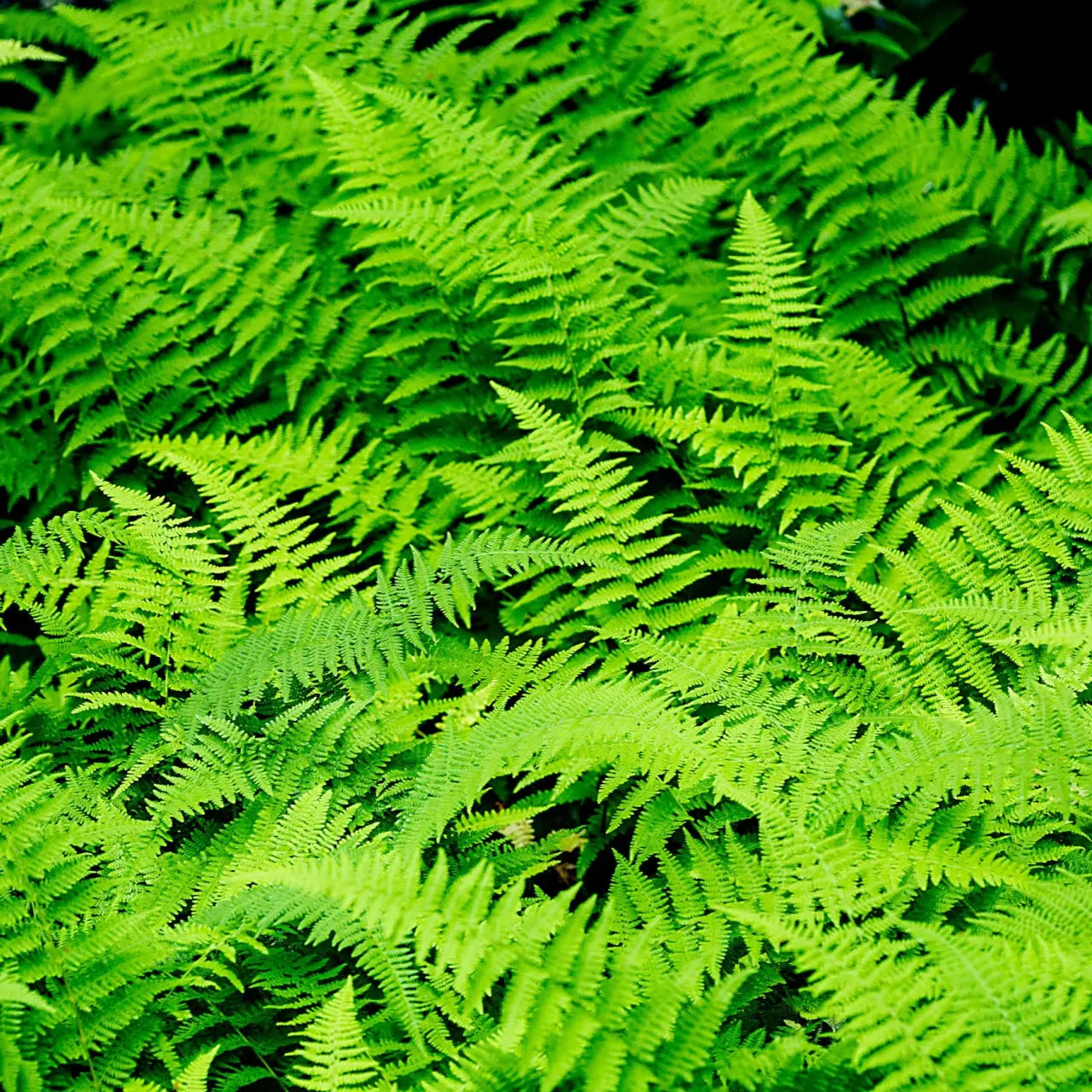Vibrant green Hay Scented Fern fronds with feathery texture