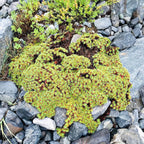 Hedwigia ciliate moss: dense green-yellow plant with spiky leaves on gray rocks