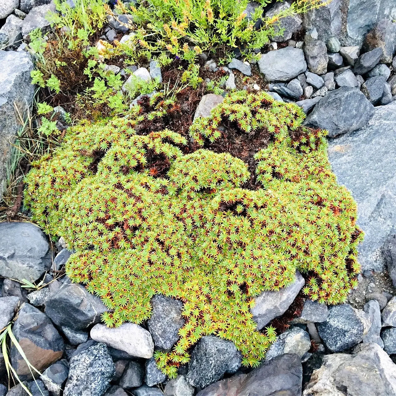 Hedwigia ciliate moss: dense green-yellow plant with spiky leaves on gray rocks
