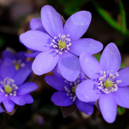 Vibrant purple Hepatica flowers with white stamens and green centers