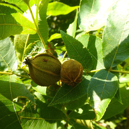 Hickory tree branch with two green and brown walnut husks amid vibrant leaves
