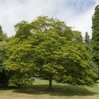 Lush full-bodied Hornbeam Tree with vibrant green leaves in grassy area