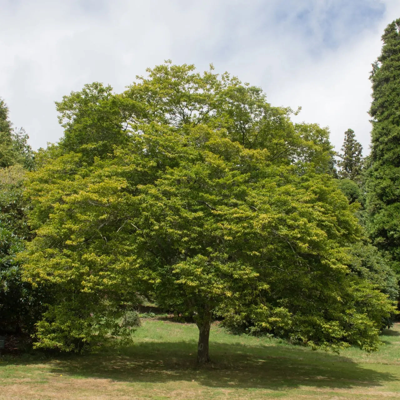 Lush full-bodied Hornbeam Tree with vibrant green leaves in grassy area