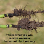 Close-up of bare-root plant stems with exposed dark roots and soil.