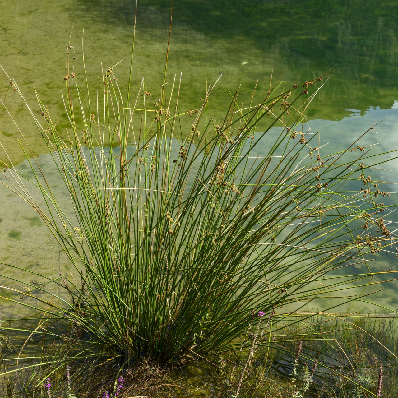 Horsetail Grasses