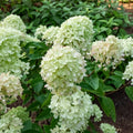 Lush pale green Hydrangea Arborescence live stakes with rounded petals and dark foliage