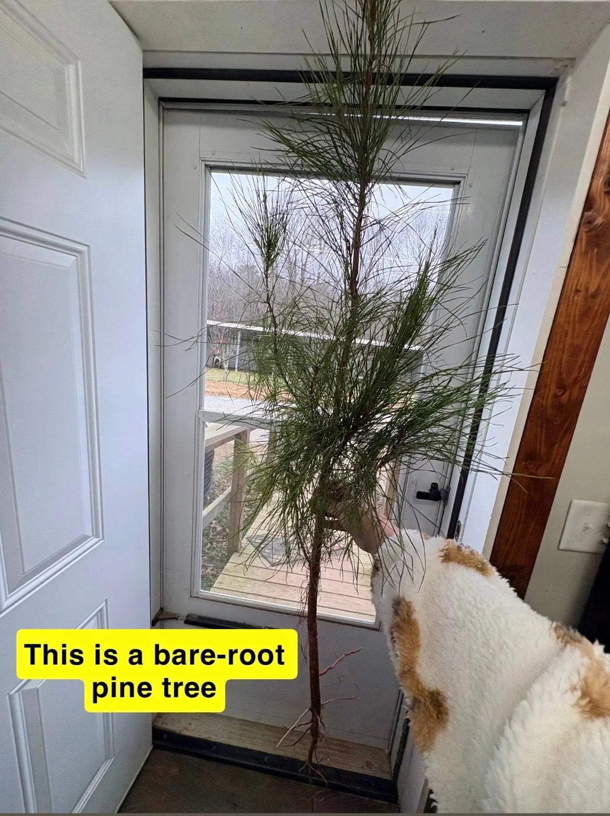 Loblolly pine tree with long needles, exposed roots in doorway