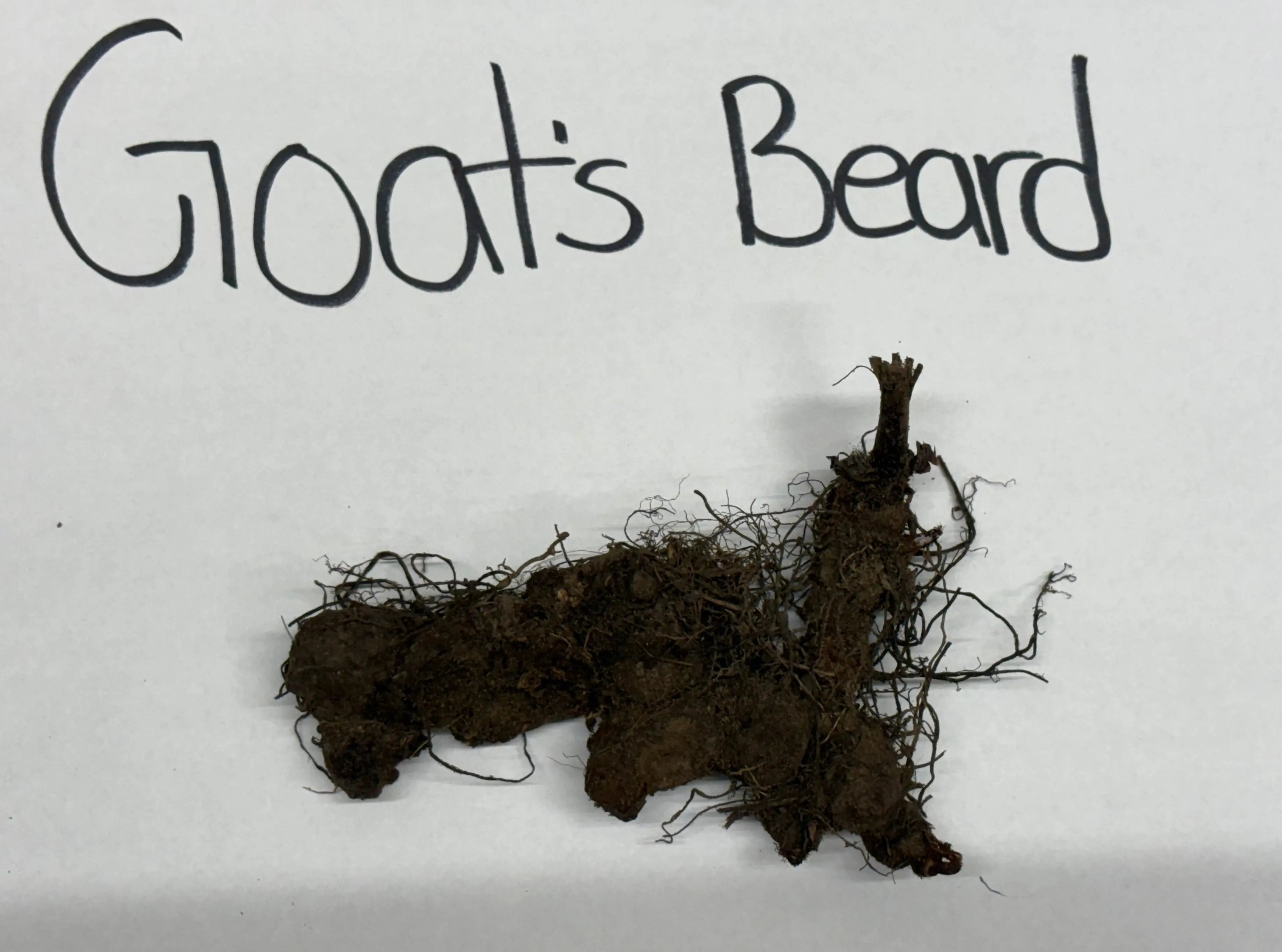 Dark brown tangled goats beard root system labeled for Goats Beard Plant