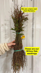Bundle of Willow Oak Seedlings with exposed roots tied by green and yellow bands