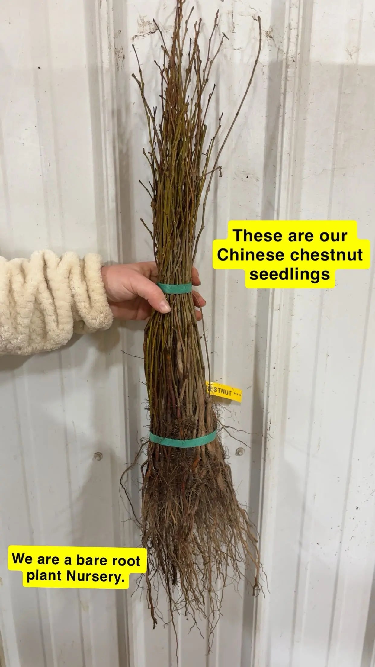 Chinese chestnut seedlings bundle with bare roots, tied by green bands