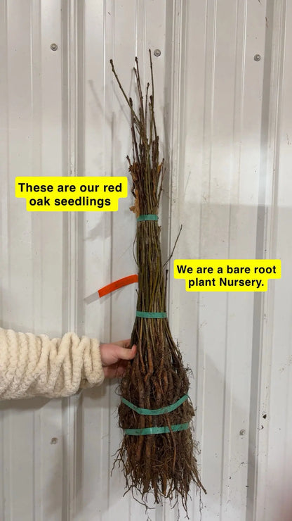 Southern Red Oak seedlings bundle with exposed roots, tied by green bands