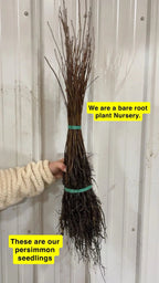 Bundle of bare root Persimmon Seedlings with slender brown branches and tangled roots tied by green bands