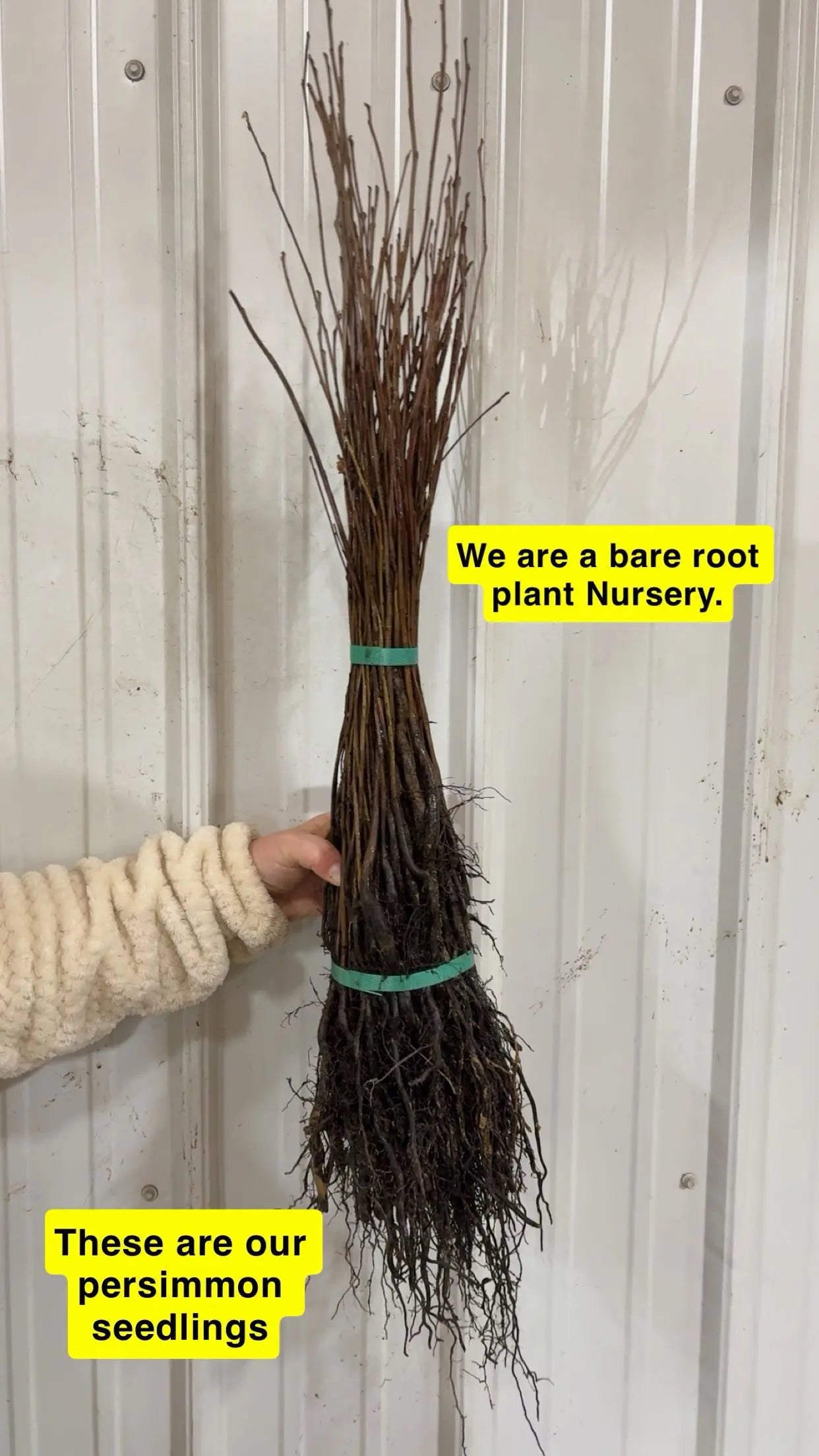 Bundle of bare root Persimmon Seedlings with slender brown branches and tangled roots tied by green bands