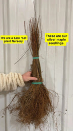 Bundle of Silver Maple Seedlings with bare roots tied by green bands