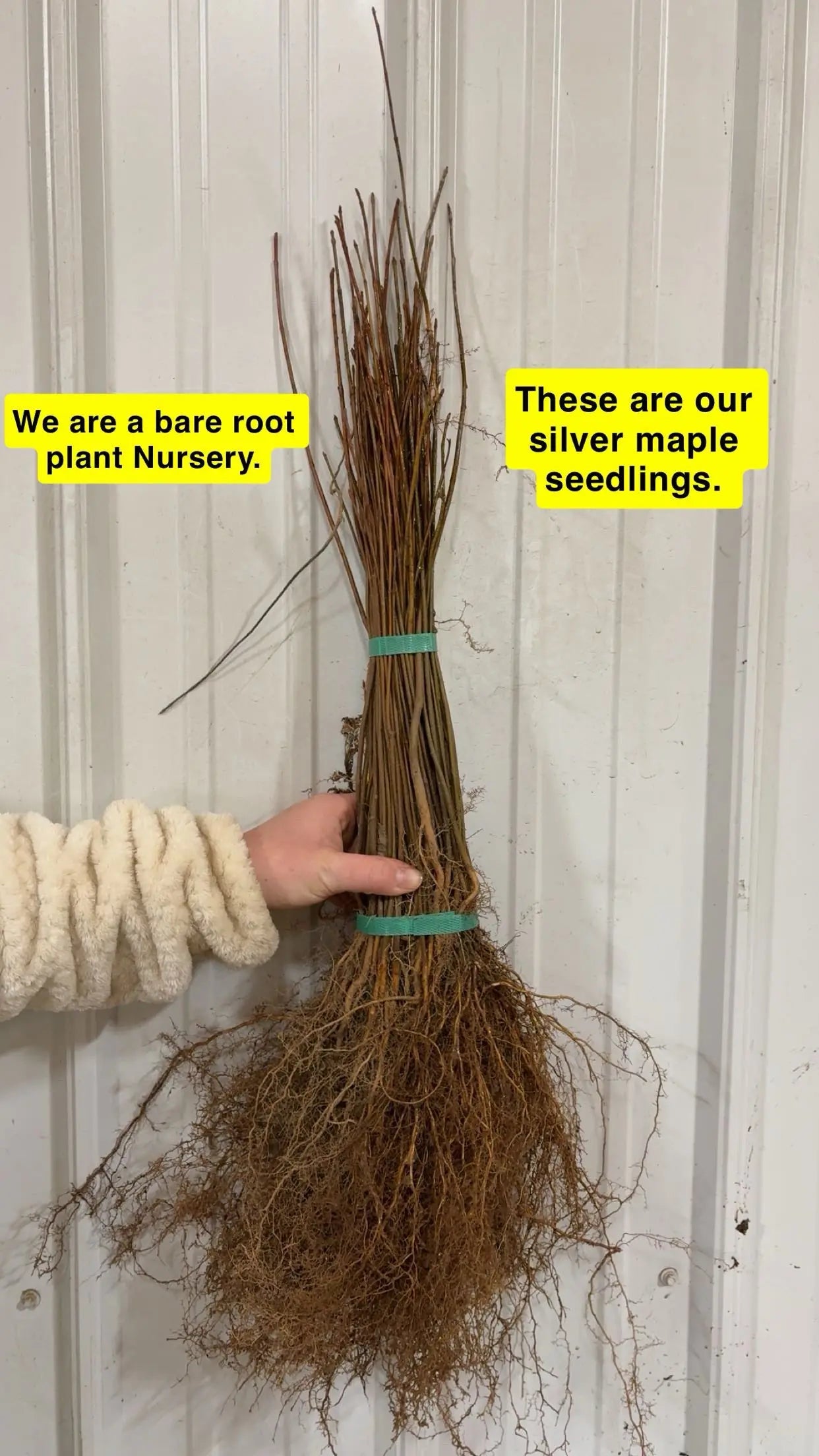 Bundle of Silver Maple Seedlings with bare roots tied by green bands