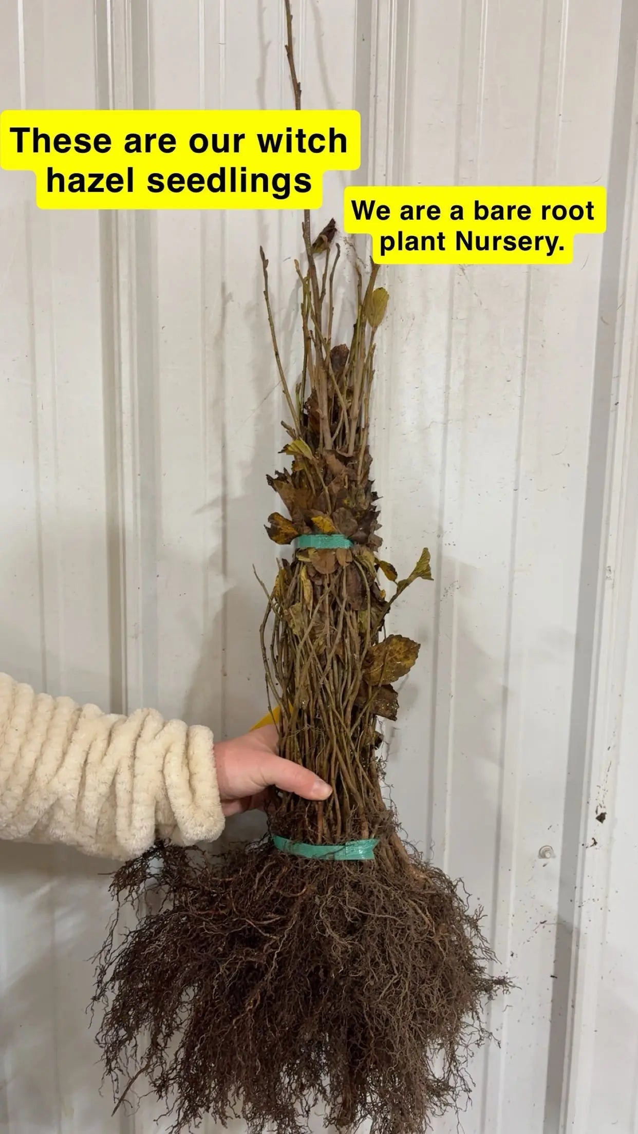 Bundle of bare-root Witch Hazel seedlings with brown tangled roots
