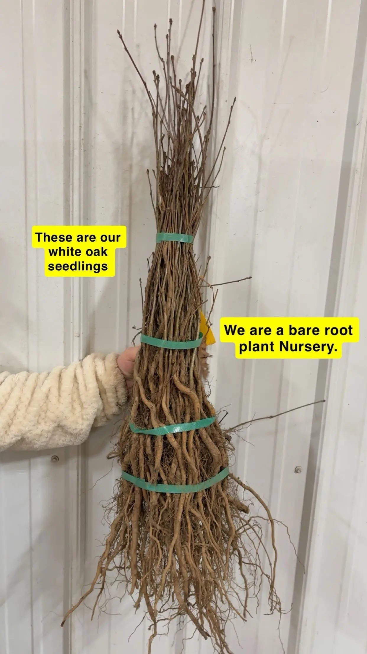 Bundled white oak seedlings with exposed roots and green ties
