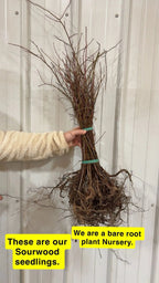 Bundle of bare root Sourwood Seedlings with tangled roots and twiggy branches