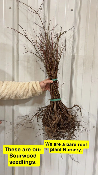 Bundle of bare root Sourwood Seedlings with tangled roots and twiggy branches