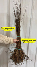 Bundle of bare-root Redbud Seedlings with brown branches and tangled roots tied by green bands