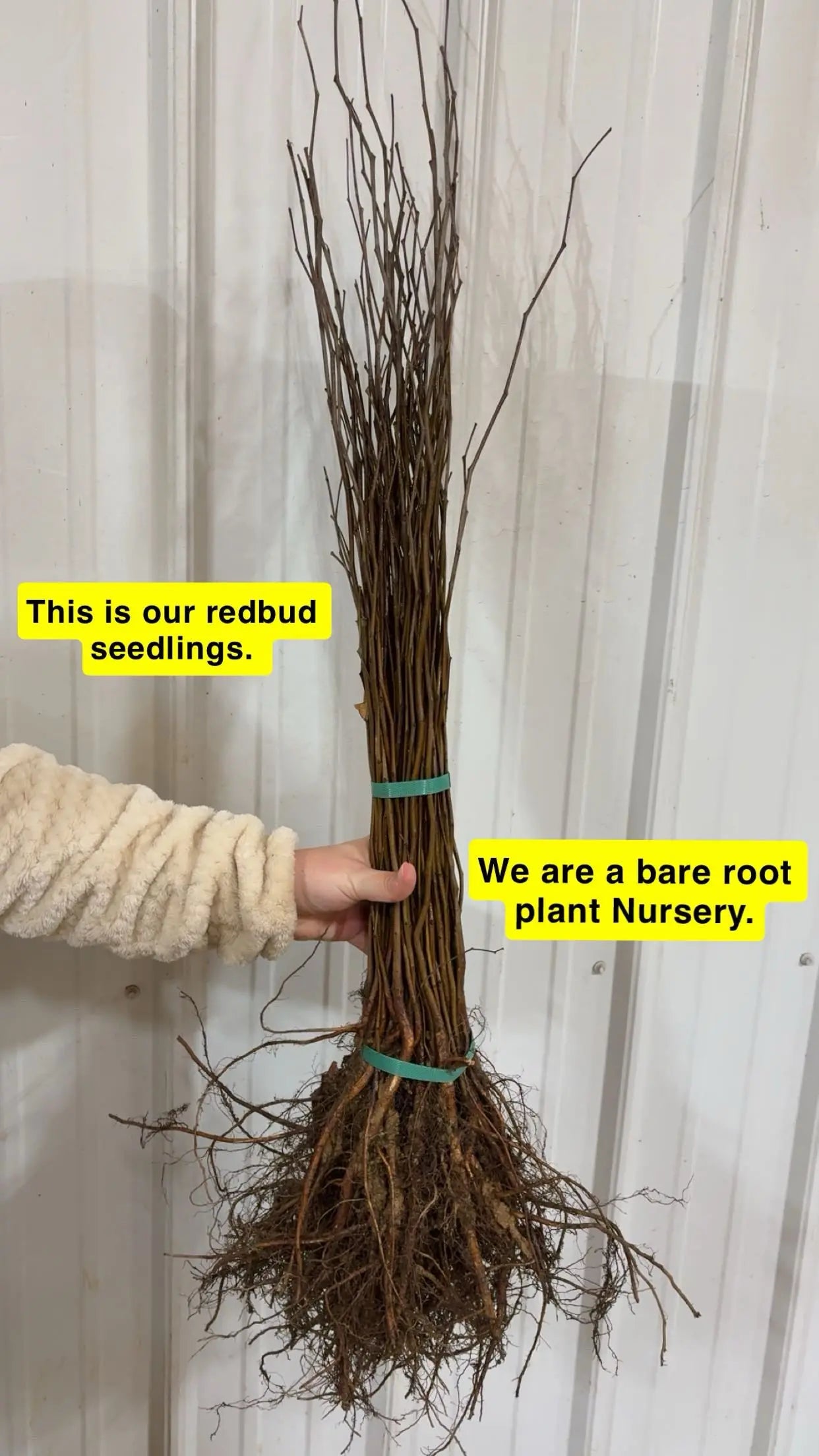 Bundle of bare-root Redbud Seedlings with brown branches and tangled roots tied by green bands