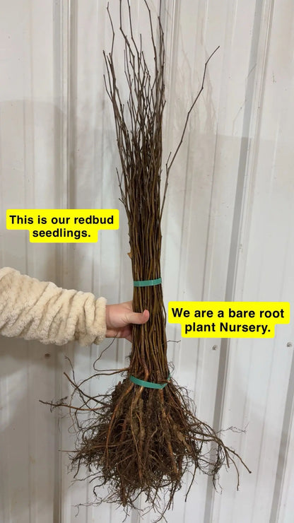 Bundle of bare-root Redbud Seedlings with brown branches and tangled roots tied by green bands