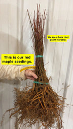 Bundle of red maple seedlings with bare roots, tied and labeled from nursery