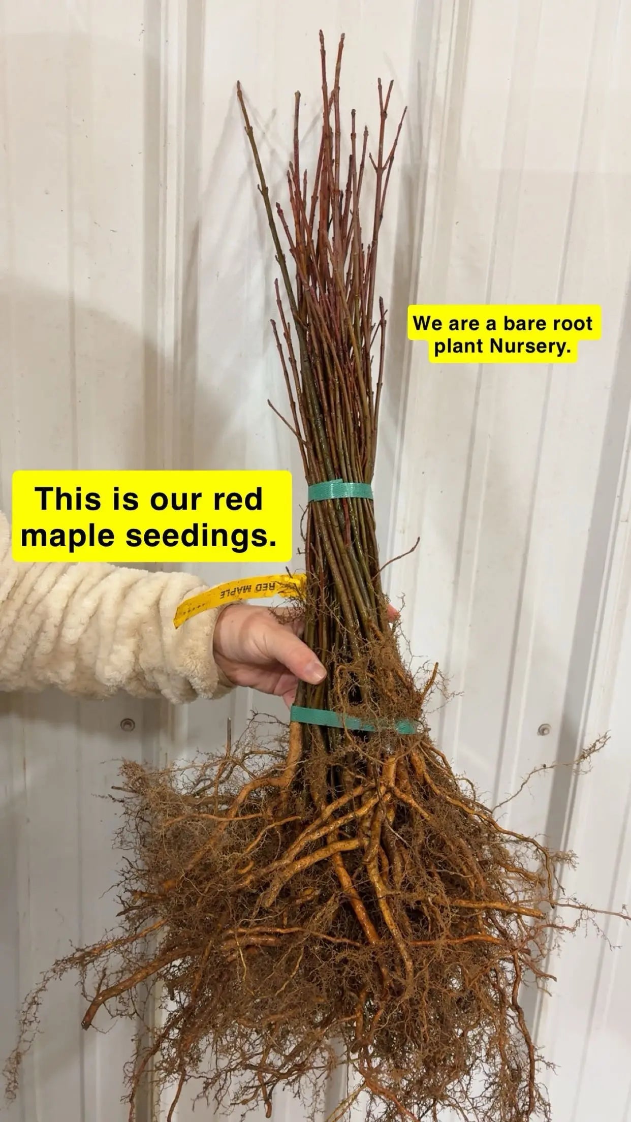 Bundle of red maple seedlings with bare roots, tied and labeled from nursery