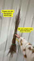 Bundle of brown bare-root Sycamore Seedlings tied with green band