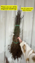Bundled white dogwood seedlings with exposed roots and green ties