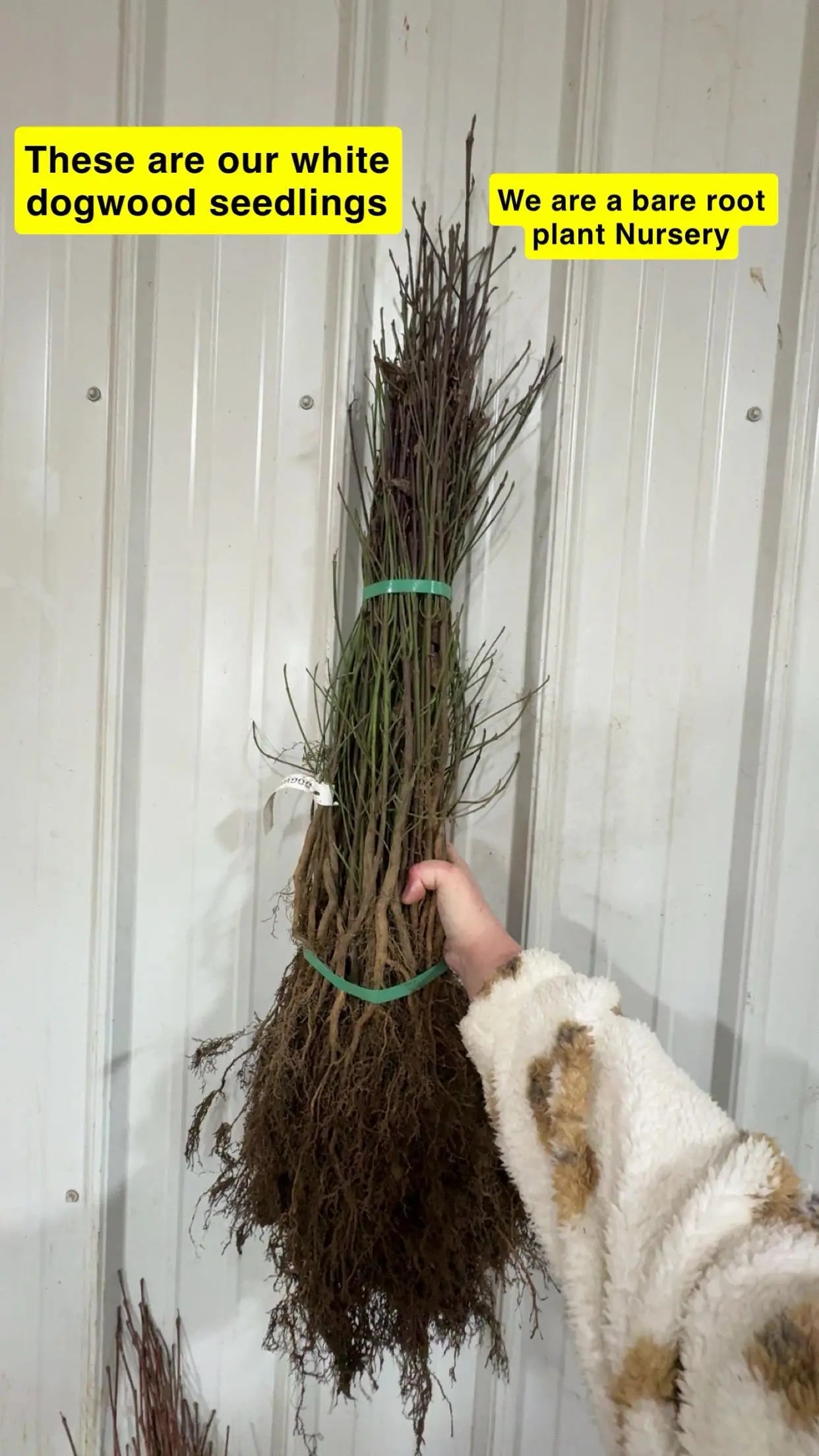 Bundled white dogwood seedlings with exposed roots and green ties
