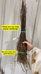 Bundle of Tulip Poplar Seedlings with exposed roots tied by green bands