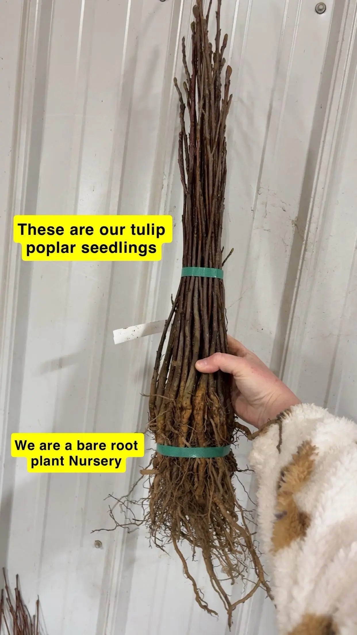 Bundle of Tulip Poplar Seedlings with exposed roots tied by green bands