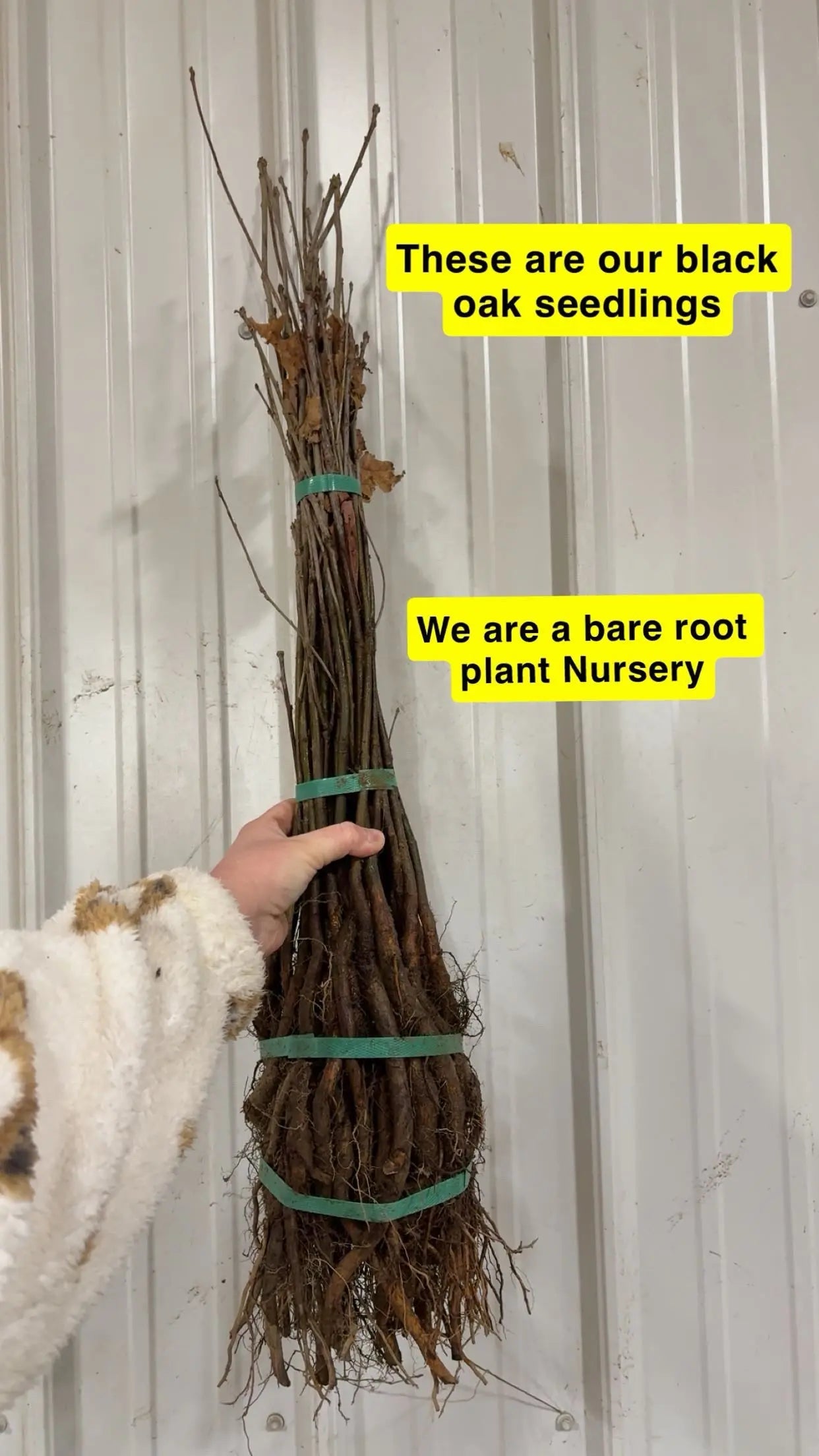 Bundled Black Oak seedlings with bare roots and green ties