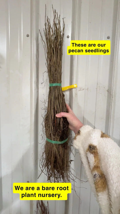 Bundle of bare root pecan seedlings tied with green bands