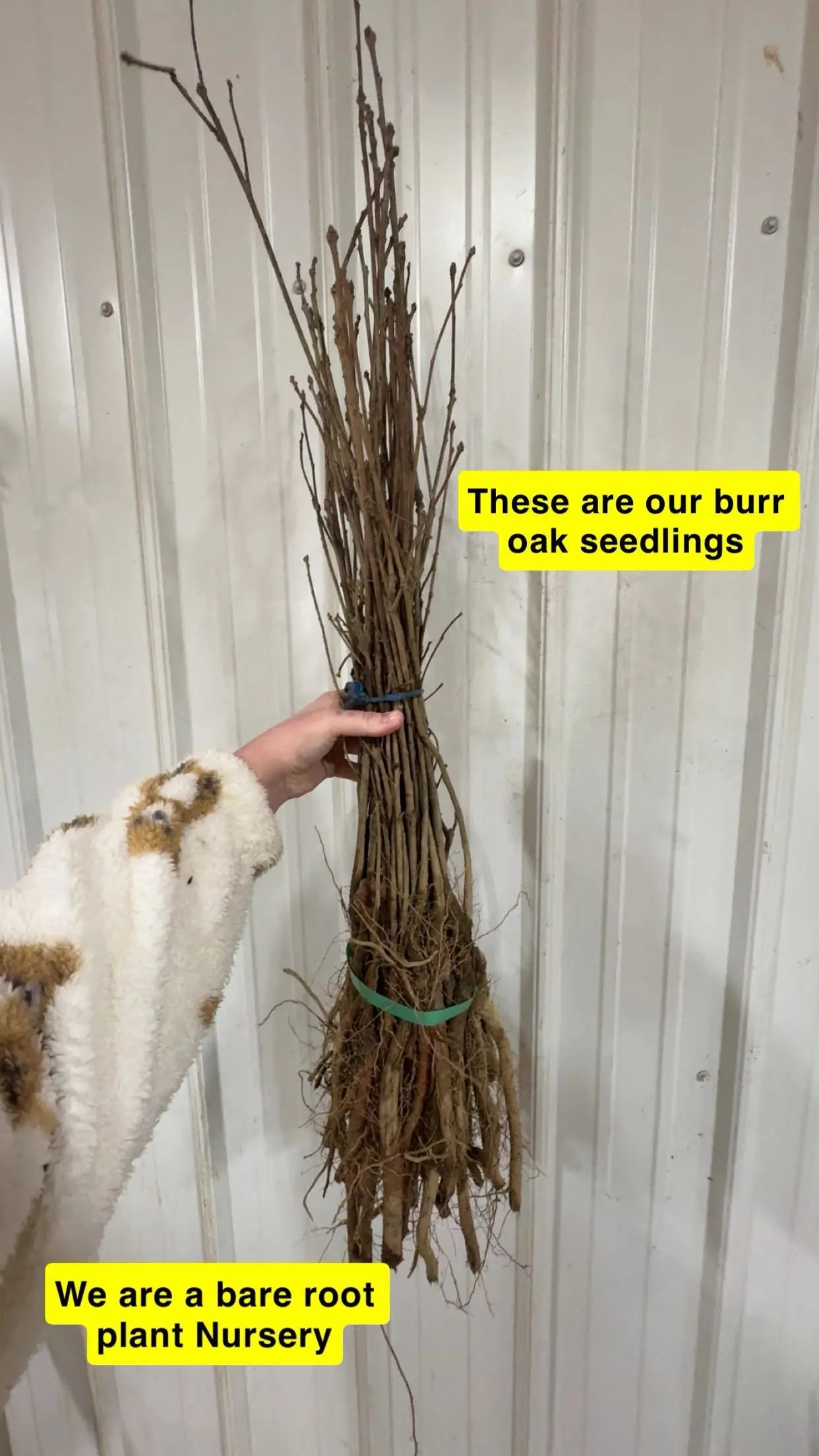 Burr Oak Seedling bundle of bare-root plants with brown branches and tangled roots