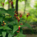 Vibrant Fire Pink trumpet flowers in red, yellow with glossy green leaves