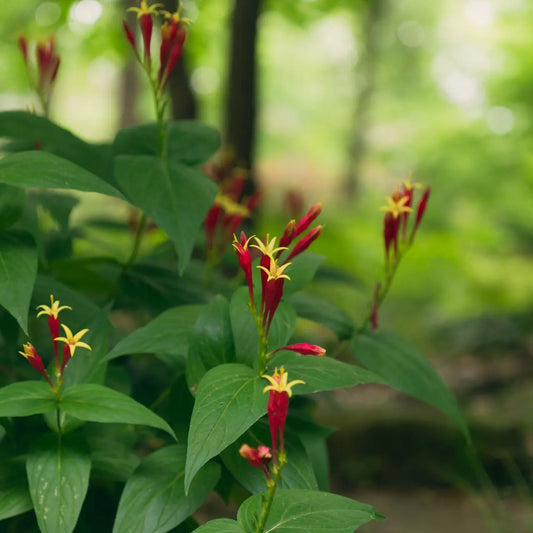 Vibrant Fire Pink trumpet flowers in red, yellow with glossy green leaves